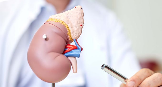 Arzt erklärt Funktion der Niere am Nierenmodell