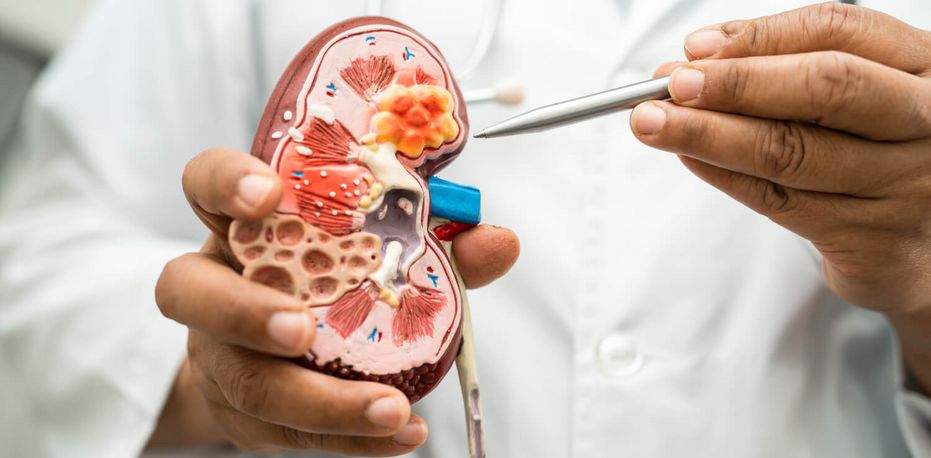 Arzt zeigt mit einem Kugelschreiber auf das Modell einer Niere